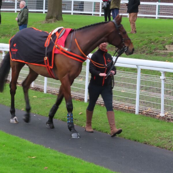 Sandown - Bali Body 2