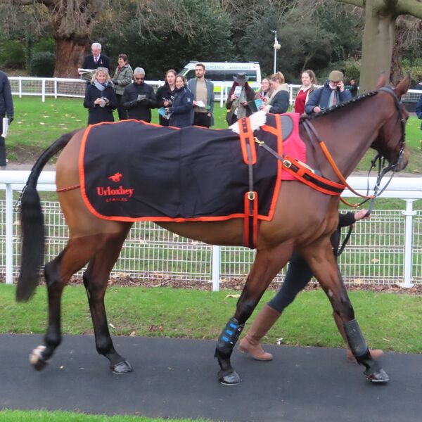 Sandown - Bali Body