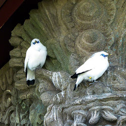 Bali Starlings Chester Zoo