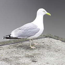 Brighton Seagull