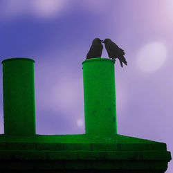 Chimney Birds Breaking Dawn