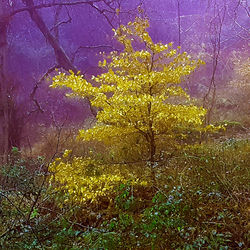 Fairy Tree