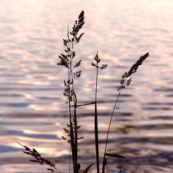 Grass Siluette
