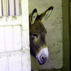 Hello Donkey Erddig Hall Wrexham