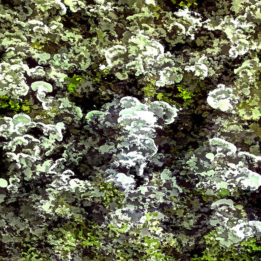 Lichen Colours