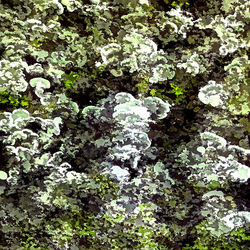 Lichen Colours