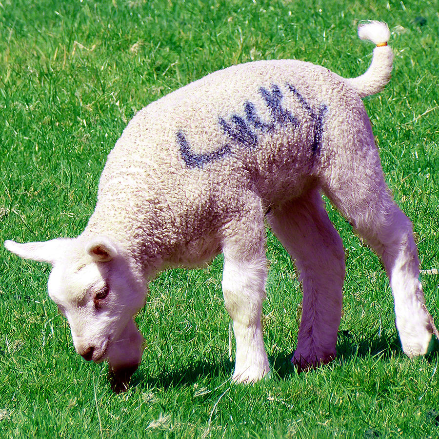 Lucky on Farm near Chirk Castle Wales
