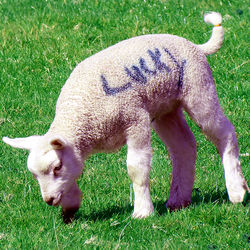 Lucky on Farm near Chirk Castle Wales