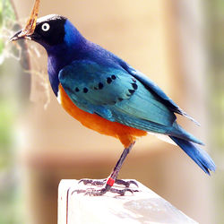 Superb Starling Chester Zoo