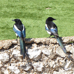 Two Magpies - Joy - Left or Right?