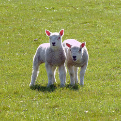 Who's that over there? Lams in meadow near Chirk Castle Wales