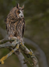 Wildlife Photography Tuition