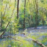 Bluebells in Paddock Wood