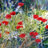 Summer Poppies