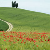 Tuscan View