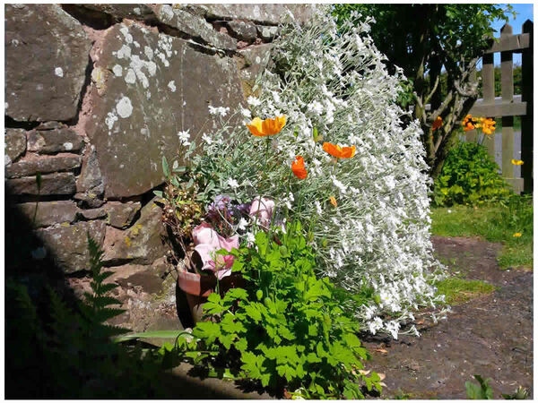 Front Porch Wild Doorstep
