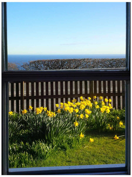 Kitchen Window April Daffodils