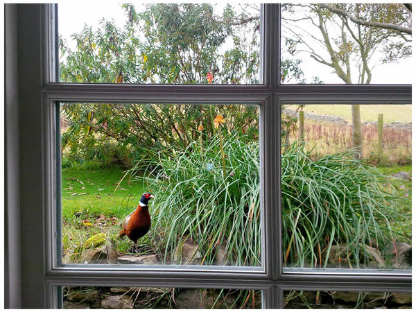 Lower Hallway Autumn Visitor