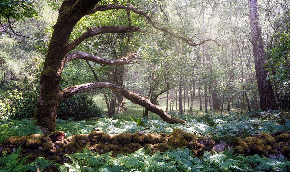 SUMMER MORNING, BENMORE FOREST