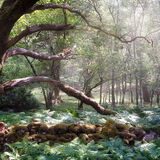SUMMER MORNING, BENMORE FOREST
