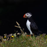 Atlantic Puffin