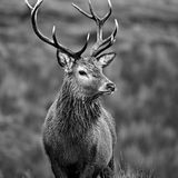 Stag in Black & White