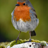 Watching Over You, Robin Red Breast