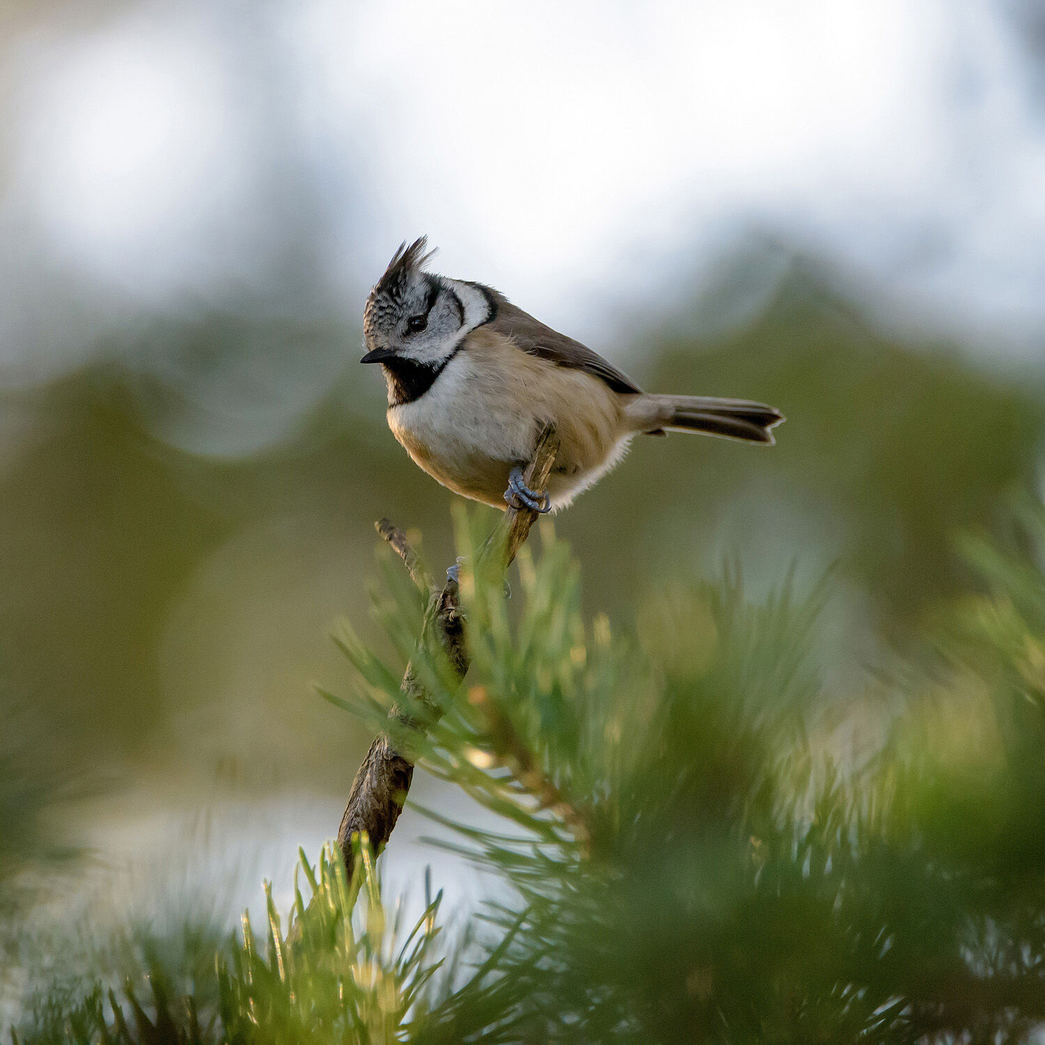 CRESTED TIT