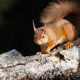 Red Squirrel