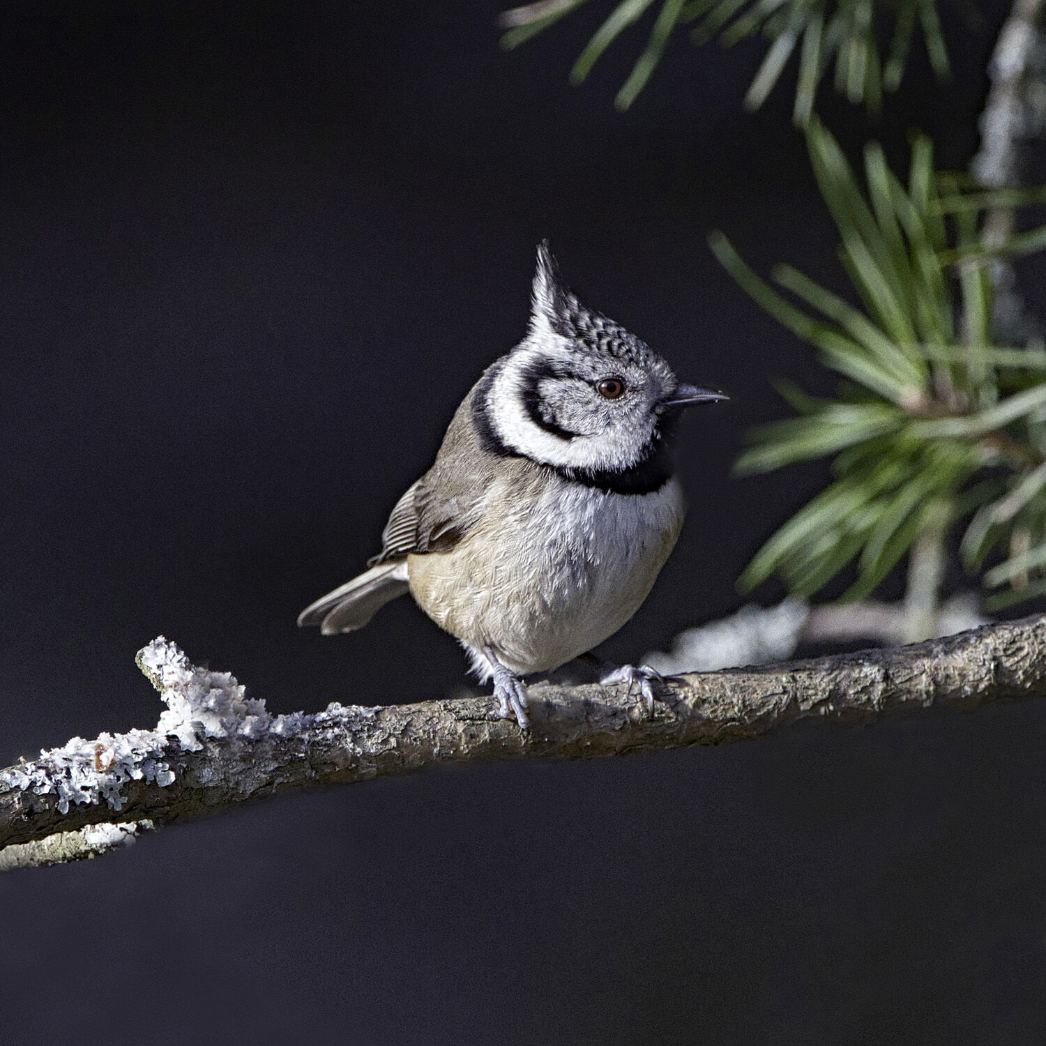 CRESTED TIT ON BRANCH