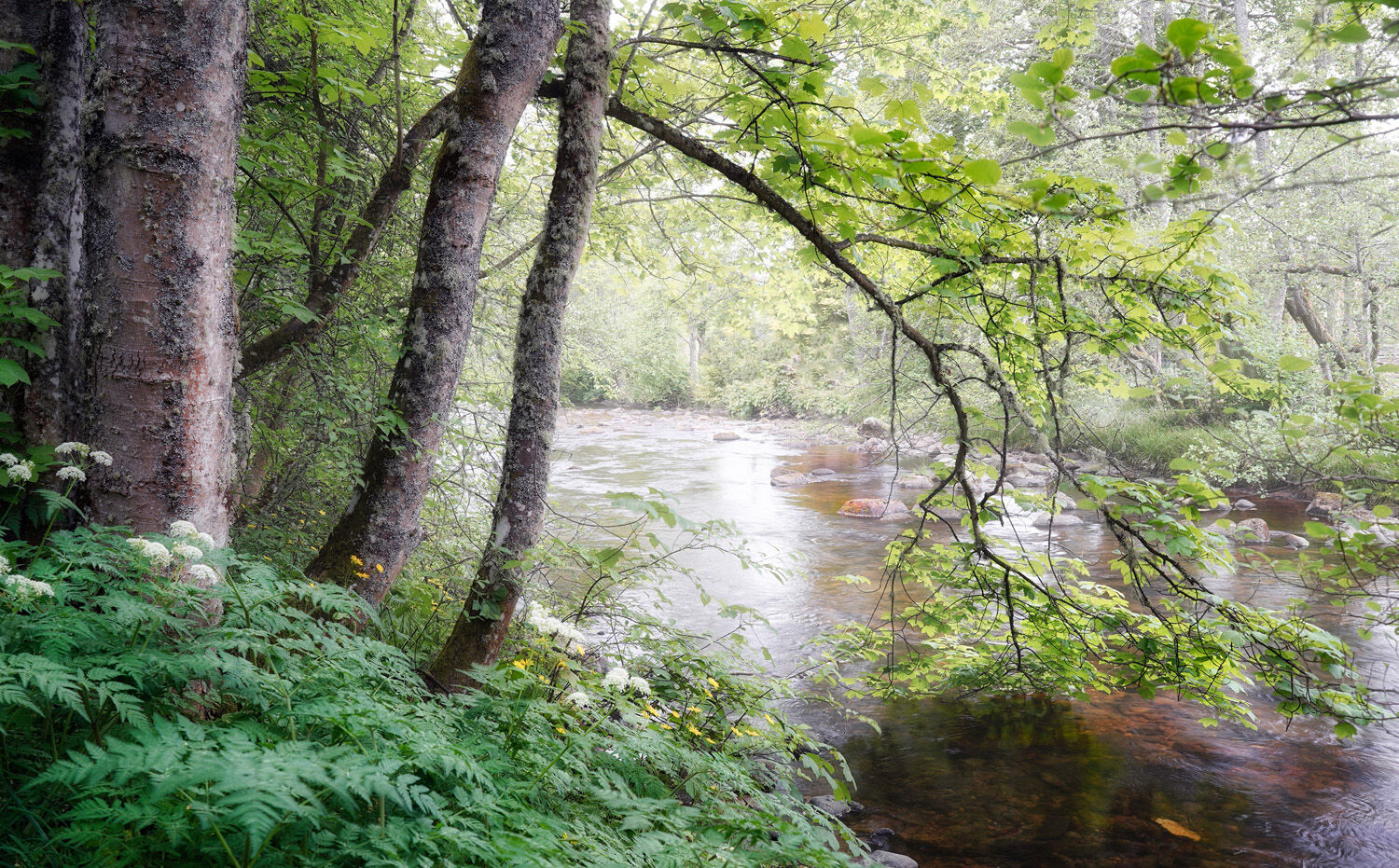 DOWN BY THE RIVER