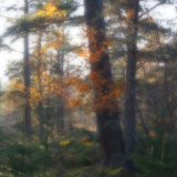 Autumn Twinkle