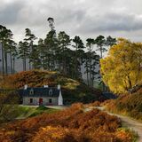 The Yellow Tree