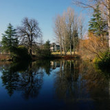 Morning Light on the Pond