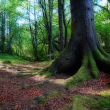 Roots