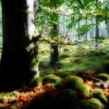 Moss & Leaves