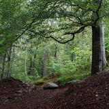 Black Rock Woods