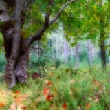The Twisted Tree