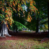 The Autumn Tree