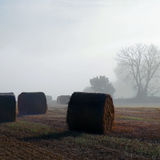 Misty Morning