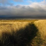 Path in the Grass