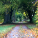 Leafy Autumn Lane