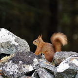 Red Squirrel on Wall