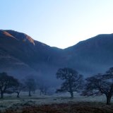 Tree's
