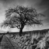 The Tree
