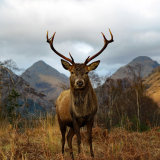 Red Deer Stag