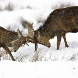 Fighting Stags