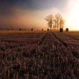 Frosty Morning