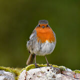 Robin Red Breast, Watching Over You