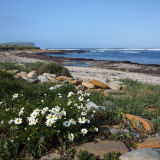 Summer, Birsay Beach